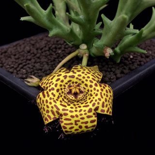 ***เด็ดสด 1 กิ่ง*** เก๋งจีน Orbea speciosa โคลนดอกสีทอง