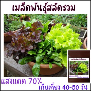 200 เมล็ด เมล็ดพันธุ์สลัดรวม มิกซ์สลัด mix lettuce