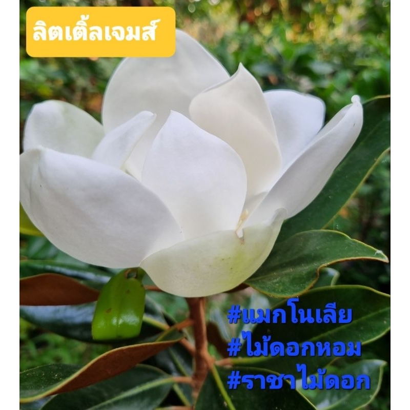 ลิตเติ้ลเจมส์เป็นไม้วงศ์แมกโนเลียนำเข้ามาจากต่างประเทศแต่ออกดอกได้ดีในไทยดอกสีขาวใหญ่หอมมากออกดอกง่ายตลอดปี