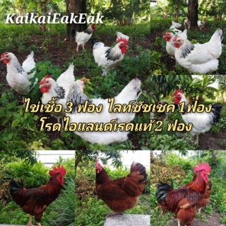 ไข่เชื้ิอพันธุ์​ไข่3ฟองไลท์​ชัช​เชค​1ฟองโรดไิิิอแลนด์​เรด2ฟอง