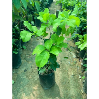 ต้นตะขบยักษ์ไร้หนามหรือหมากเบนกิ่งชำ 🌿🌿🪴ต้นแข็งแรงพร้อมปลูก