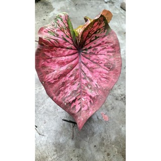 บอนสีศิลาเพชรcaladium