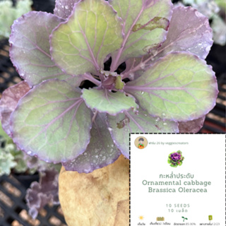 เมล็ดคะน้า ปูเล่ แท้‼️ กะหล่ำประดับ คละสี สีม่วง สีชมพู และสีขาว ornamental cabbage mixed color