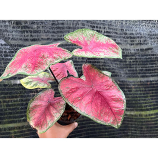 บอนสีพิ้งซัมเมอร์ Caladium Pink Summer