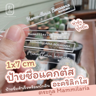 ป้ายชื่อแคกตัส ตระกูลแมมมิลลาเรีย Mammillaria อะคริลิกใส ป้ายชื่อกระบองเพชร ขนาด 1×7 cm acrylic cactus name tag