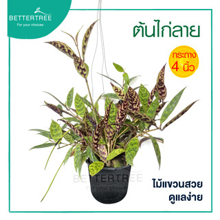 ต้นไก่ลาย  กระถาง 4 นิ้ว ตานลาย/นมเมียหิน/ เอื้องข้าวก่ำ/Zebra Basket Vine   ต้นไม้ ต้นไม้เลื้อย