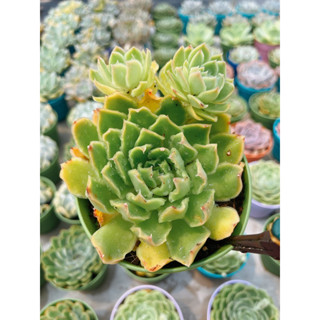 Echeveria green star ต้นใหญ่