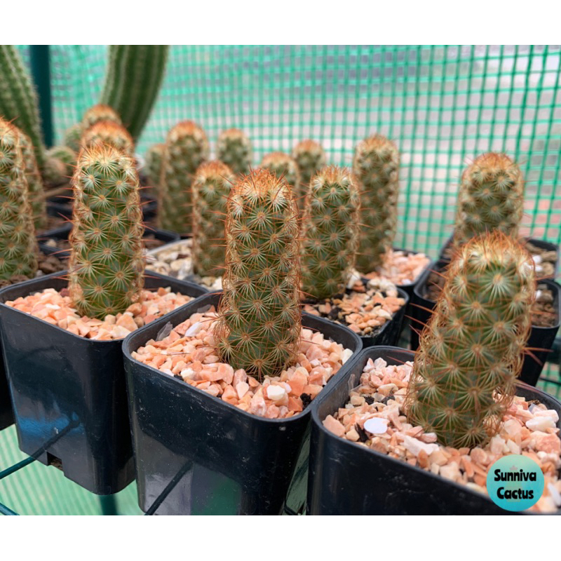 หน่อแมมนิ้วทอง หน่อเด็ดสด (Mammillaria elongate) กระบองเพชร แคคตัส ไม้อวบน้ำ cactus succulent