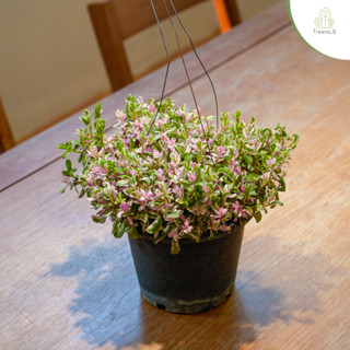 Treeno.9 T187 คุณนายตื่นสาย ด่างชมพู (Portulaca) กระถางแขวน 8 นิ้ว / สูง 10-20 ซม. / ไม้ประดับ ไม้ดอก ไม้มงคล (ต้นไม้)