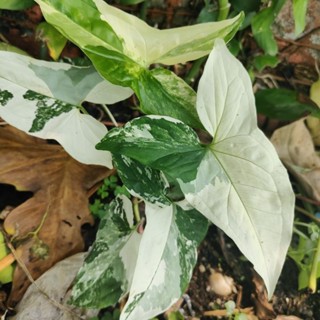 เงินไหลมาด่างขาว(Syngonium podophyllum)