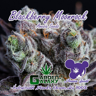 กิ่งชำ ต้นโคลน กิ่งชำค่าย Blackberry Moonrocks ค่าย Anesia Seed เพศเมีย โฟโต้