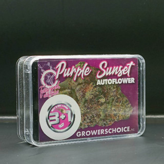 Purple Sunset Autoflower - Growers Choice