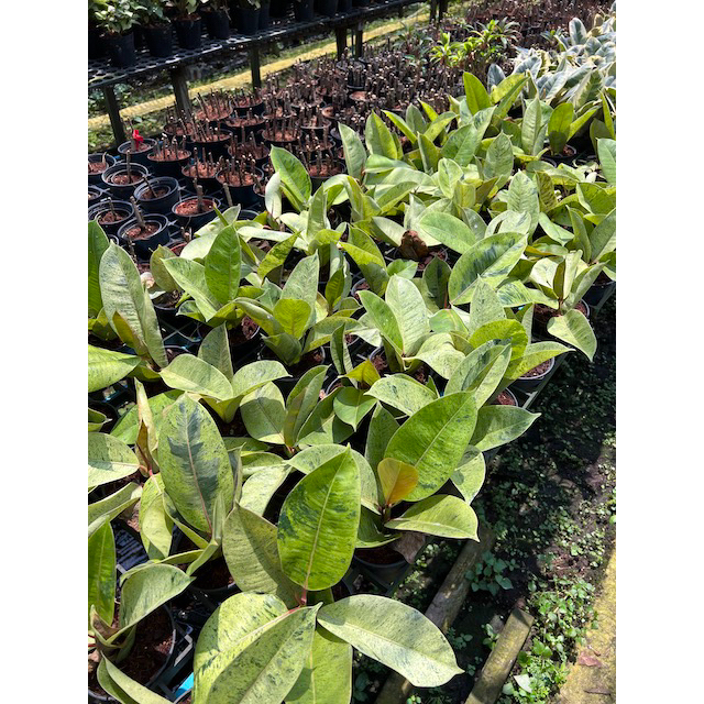 มุมมอง 3