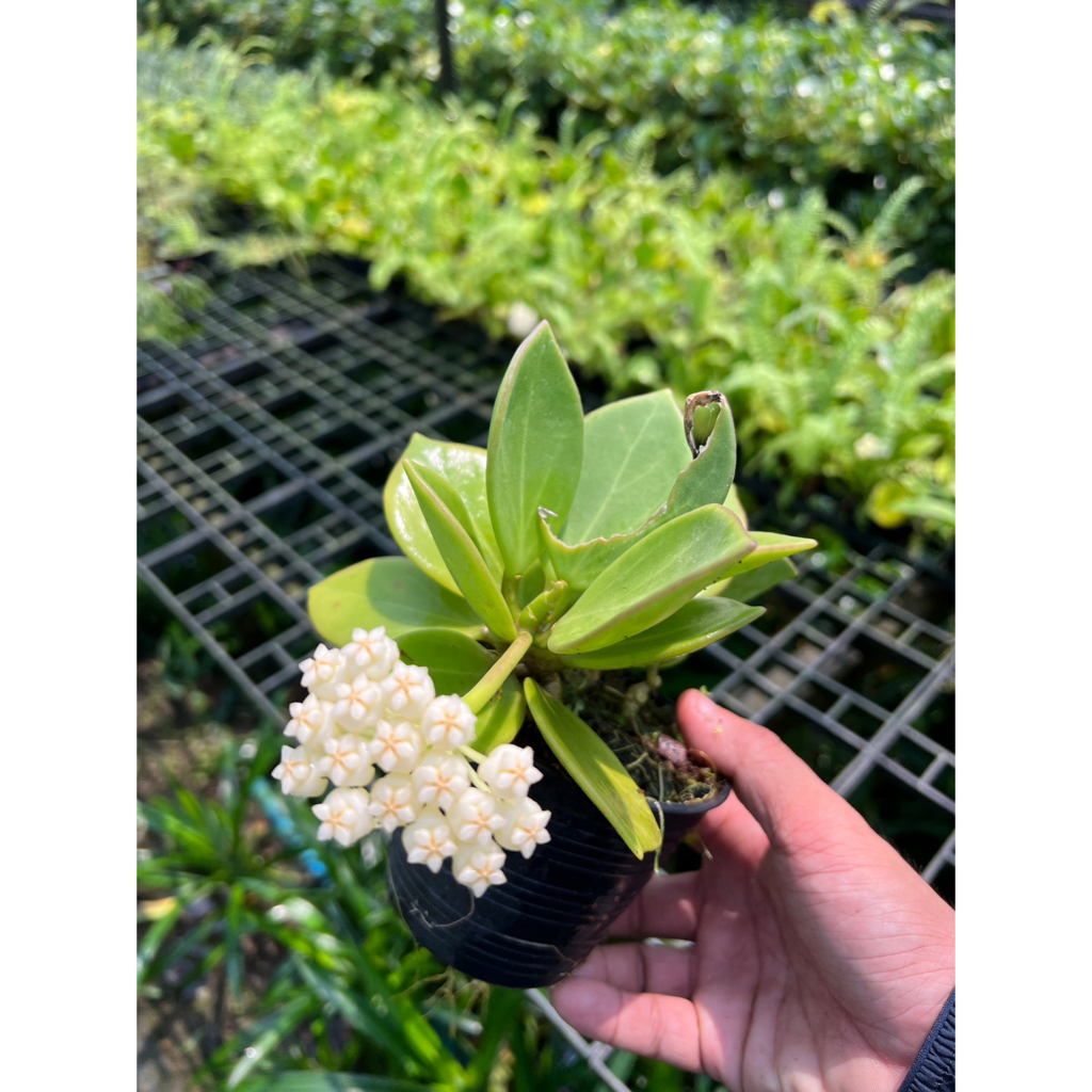 มุมมอง 3