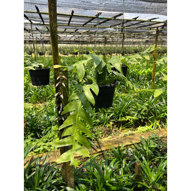 มุมมอง 2