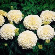 เมล็ด ดาวเรืองวนิลา ดาวเรืองสีขาว white vanilla African Marigold   10-15 เมล็ด ซองละ29 บาท