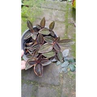 ลายน้ำทองด่าง ludisia discolor var. (jewel orchid) กระถาง 6"