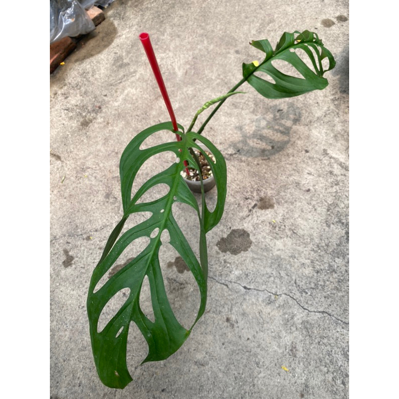 พลูฉลุยักษ์ ของแท้ (Monstera Esqueleto)