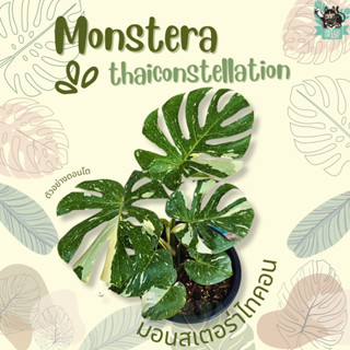 Monstera Thai Constellation มอนสเตอร่าไทคอน ด่างสวยๆ เลือกต้นได้