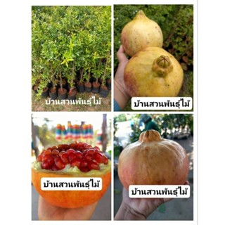 ต้นทับทิมจีนยักษ์ #บ้านสวนพันธุ์ไม้