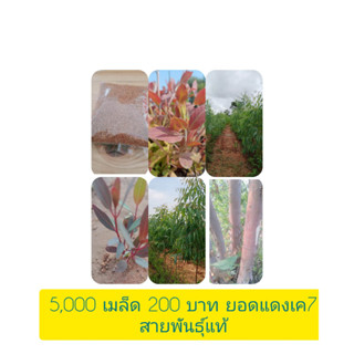 เมล็ดพันธุ์ยูคาลิปตัส5,000เมล็ด200บาทสายพันธู์เค7ลำต้นสีแดง