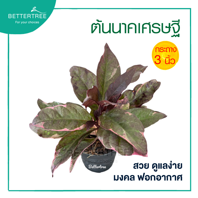 นาคเศรษฐี กระถาง 3 นิ้ว ต้นไม้มงคล ต้นไม้ฟอกอกาศ ต้นไม้