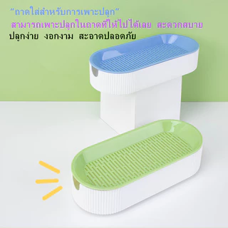 PP B51 🌱ชุดปลูกหญ้าแมว🌱 หญ้าแมวออแกนิก เมล็ดข้าวสาลี ถาดเพาะต้นอ่อน 1 ชุด สามารถแบ่งเมล็ดพันธุ์ปลูกได้ถึง 2 ครั้ง