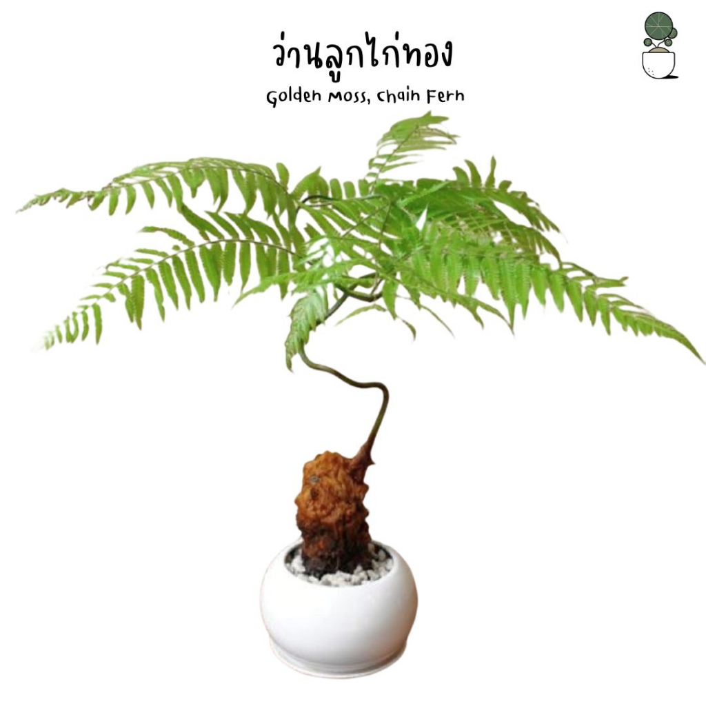 ต้นไม้มงคล Golden Moss, Chain Fern.ว่านลูกไก่ทอง ว่านไก่ทอง ตระกูลเฟิร์น ว่าน ไม้มงคล ต้นไม้ให้โชค