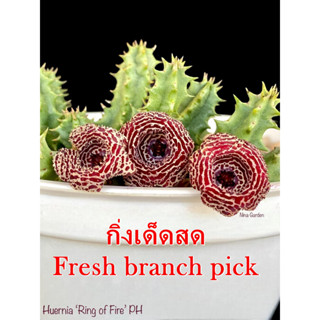 เก๋งจีน Huernia Ring of Fire Pranburi Hybrid *กิ่งเด็ดสด* แคคตัส ไม้อวบน้ำ Cactus and Succulent