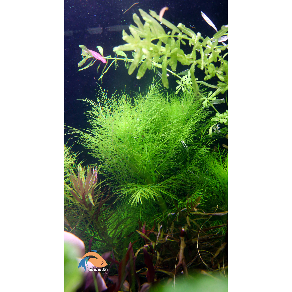 ต้นไม้น้ำ ไฮโกรฟิล่าบัลซามิก้า Hygrophila Balsamica