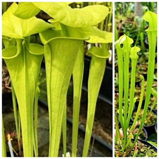 ซาราซีเนีย Sarracenia flava maxima #หายาก #rare