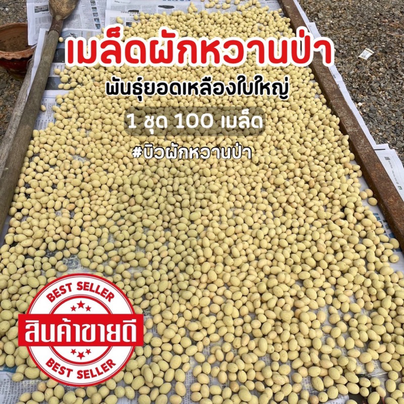 เมล็ดพันธ์ผัก ปี69ผักหวานป่า เมล็ดขัด 100เมล็ดส่งตรงจากสวน บ้านหมอสระบุรี