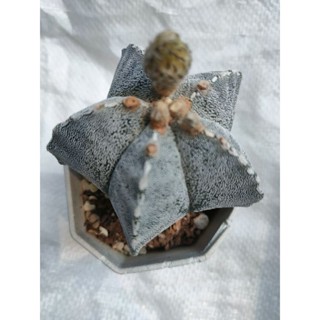 กระบองเพชร แคคตัส แอสโตรไฟตั้ม มายริโอ ออนซูกะ (Astrophytum Myriostigma Onzuka) พร้อมส่ง