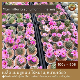 เมล็ดแมมชูแมน ไร้หนาม,ไร้หนามด่าง,หนามเดี่ยว,คริส,ด่าง Seed Mammillaria schumannii inermis