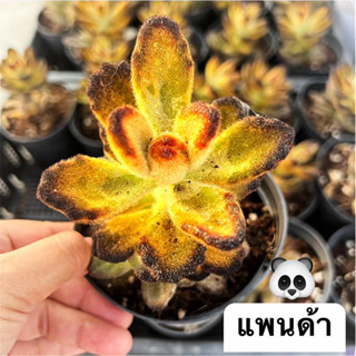 🆕สวยมาก Kalanchoe Teddy Bear 🐼(ชื่อไทยแพนด้า)🐼ไม้อวบน้ำ(จัดส่งทั้งกระถาง)