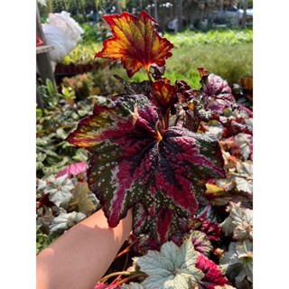 บีโกเนีย  Begonia  ขนาดกระถาง 4"ใบใหญ่ สีสวยลายแปลก