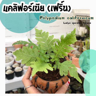 🌿น้องเฟิร์น (แคลิฟอร์เนีย)💚 ไม้ในร่ม สายเฟิร์นต้องสะสมนะคะ เพราะน้องใบสวยเขียวสดใสมากๆเลย🍃🌿