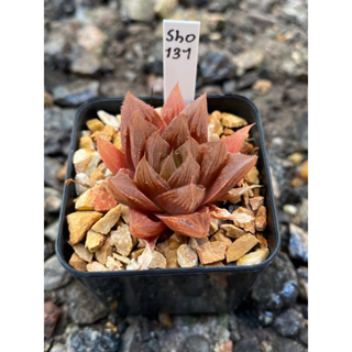 Haworthia Hybird Thailand กระถาง 2 นิ้ว (ส่งทั้งกระถาง) รหัส sho131-140