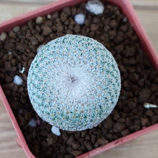 อิพิเทลันทา Epithelantha แคคตัสหนามสวยๆ สายสะสมห้ามพลาด