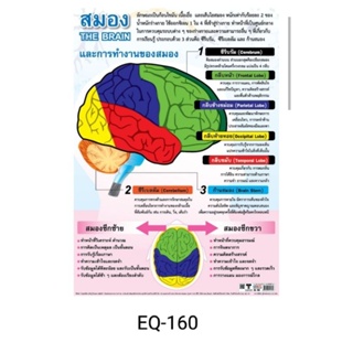 สมอง EQ 160 โปสเตอร์สื่อการสอน หุ้มพลาสติก ขนาด 50 * 70 cm