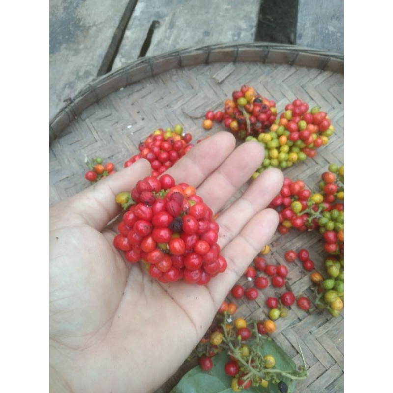 ใบย่านางเมล็ดพันธุ์50เม็ดแถทอีก10เม็ดการันตีปลูกติด100% – โปรปัง