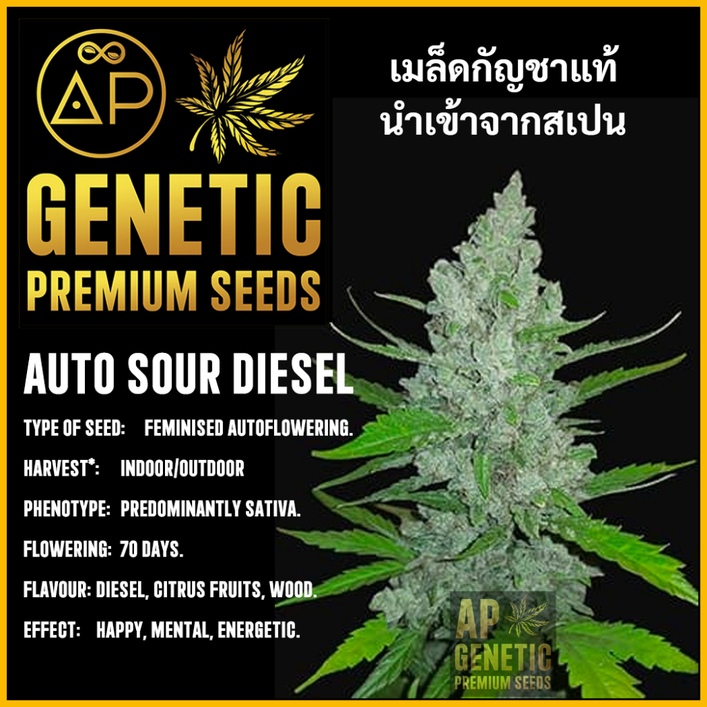 เมล็ดกัญชา Auto Sour Diesel เมล็ดค่าย AP Genetic นำเข้าจากสเปน เมล็ดกัญ ชา ออโต้ เพศเมีย แท้ 100% ควบคุมคุณภาพ