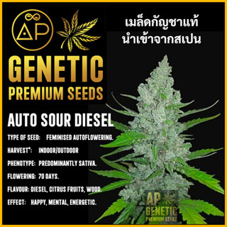 🇪🇸 เมล็ดกัญชา Auto Sour Diesel เมล็ดค่าย AP Genetic นำเข้าจากสเปน เมล็ดกัญ ชา ออโต้ เพศเมีย แท้ 100% ควบคุมคุณภาพ