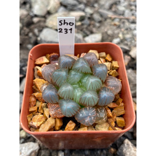 Haworthia Hybird Thailand กระถาง 2 นิ้ว (ส่งทั้งกระถาง) รหัสsho231-240