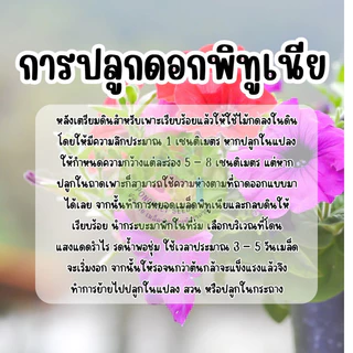 ดอกพิทูเนียคละสี1,000 เมล็ด คละสีสวยปลูกง่าย