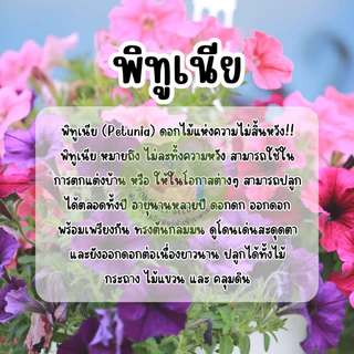 ดอกพิทูเนียคละสี1,000 เมล็ด คละสีสวยปลูกง่าย