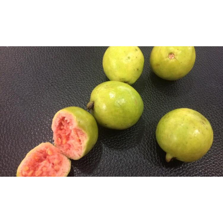 ต้นพันธุ์ ฝรั่งขี้นก ใส้แดง  ฝรั่งขี้นกไส้ชมพู พร้อมปลูกในถุงดำ ต้นละ 29บาท Red Guava or  Pink guava