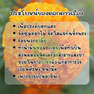 ดอกดาวเรืองสีส้มล้วนดอกใหญ่300 เมล็ดพันธุ์