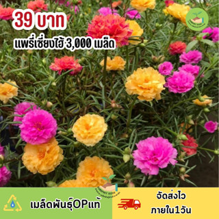 เมล็ดพันธุ์ คุณนายตื่นสาย (แพรี่เซี่ยงไฮ้) 3,000ต้น ++ คุ้มที่สุด ‼️