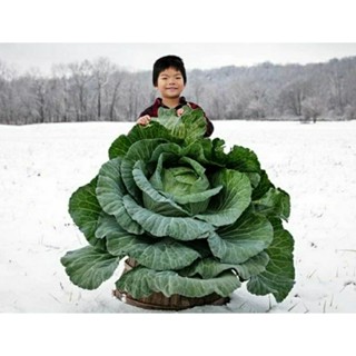 เมล็ดพันธุ์กะหล่ำปลียักษ์ ซัปโปโร(Sapporo Giant Cabbage Seed)บรรจุ 100 เมล็ด ของแท้ คุณภาพดี ราคาถูก นำเข้าจากต่างประเทศ